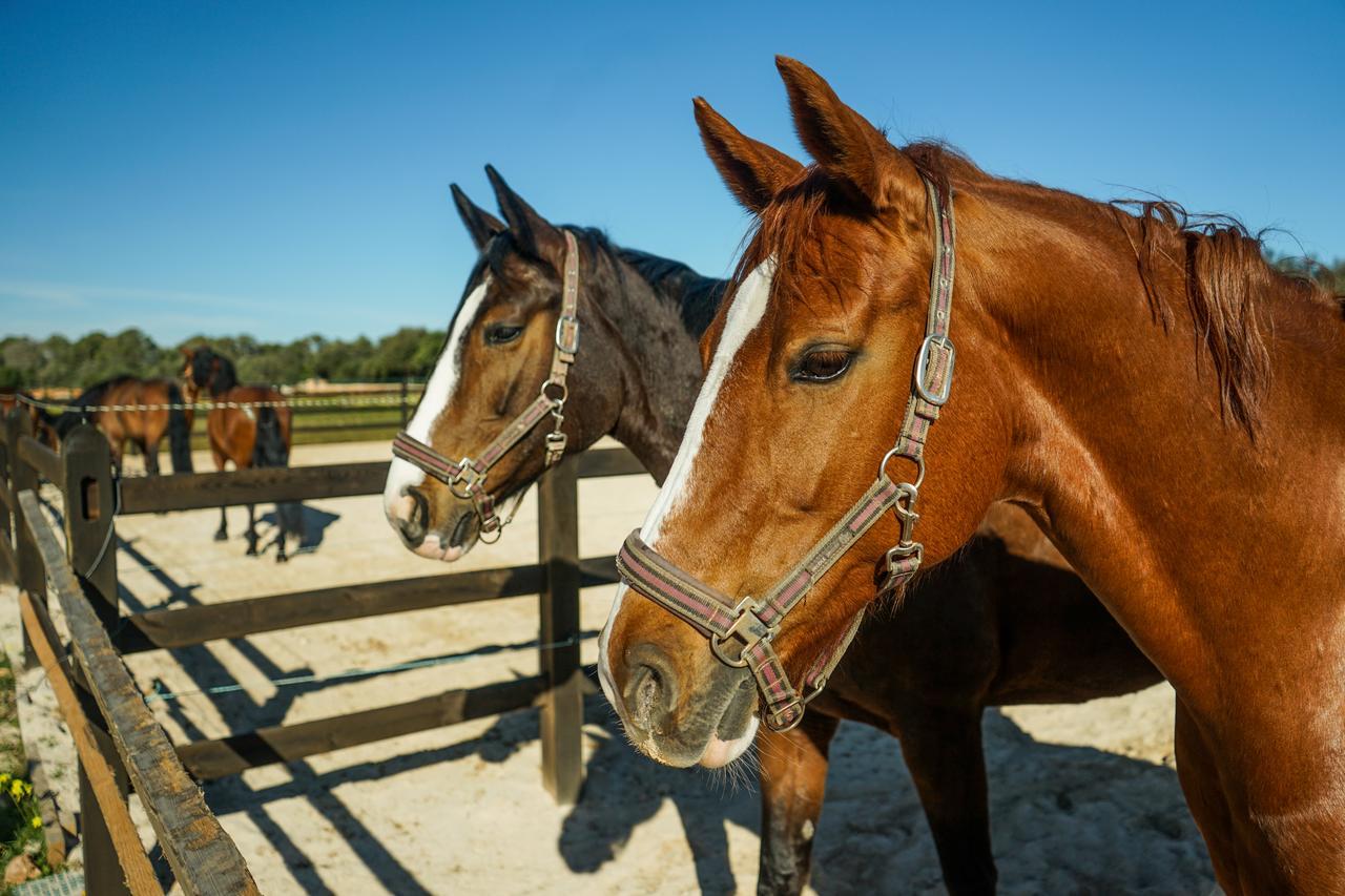 Вилла Vmg Horse Ranch (Adults Only) Льюкмайор Экстерьер фото